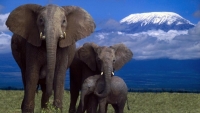 African backdrops Image