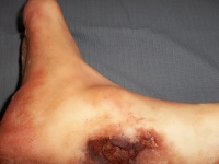 Severed Leg Prop image 3
