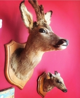 Taxidermy deer head Image