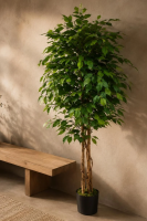 Artificial fake plants (150cm+ preferred!) photo - Set-Exchange.co.uk