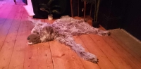 Faux bear skin rug with head (homemade) photo - Set-Exchange.co.uk